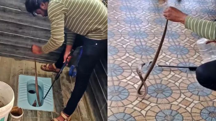 বাথরুমের টয়লেটে কিং কোবরা