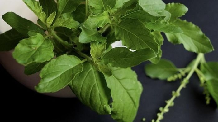 তুলসী গাছ