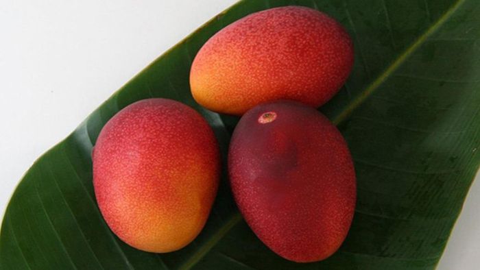 ২ লক্ষ ৭৫ হাজার টাকা কেজি, এটিই বিশ্বের সবচেয়ে দামি আম!