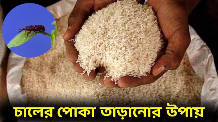 চালের পোকা তাড়ানোর উপায়