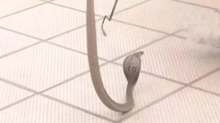 সাপ ঘিরে চাঞ্চল্য