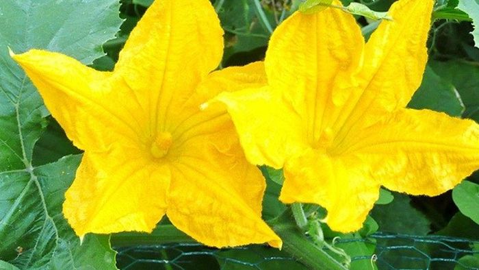 কুমড়ো ফুলেই লুকিয়ে স্বাস্থ্যের চাবিকাঠি