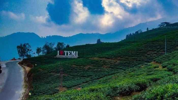 মেঘে ঢাকা চায়ের বাগান, চেরি ব্লসমের সমাহার, পড়শি রাজ্যের এই জায়গায় গিয়েছেন?