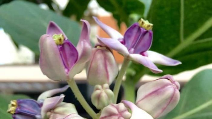 আকন্দ ফুল