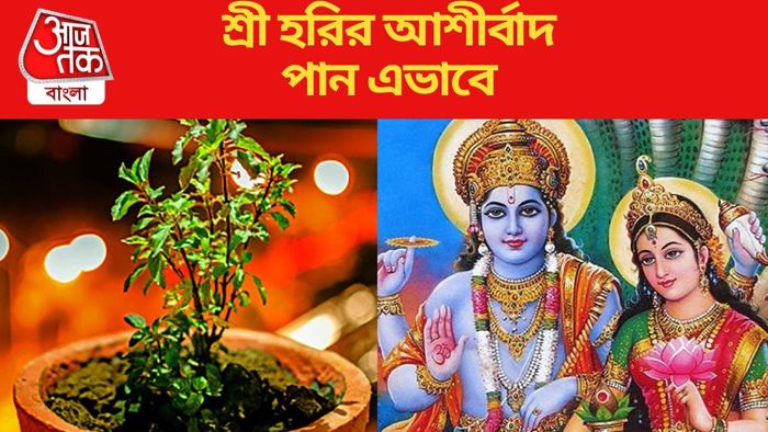 দেবশয়নী একাদশীতে করুন তুলসীর এই সহজ উপায়