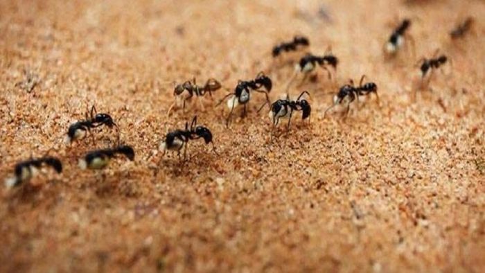 বাস্তুশাস্ত্রে ঘরে পিঁপড়ে আসা-যাওয়া আর সংসারে শুভ-অশুভ পরিবর্তনের আগাম ইঙ্গিত সম্পর্কে ব্যাখ্যা রয়েছে।