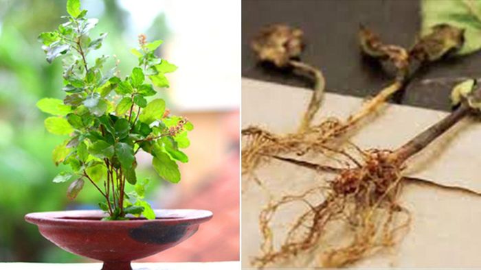 আর্থিক ভাগ্য খুলবে তুলসী শিকড়ের প্রতিকারে