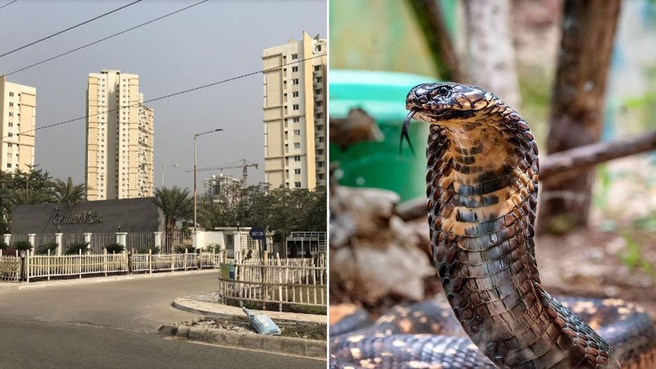 যখন তখন ফোঁস! সাপের ভয়ে সিঁটিয়ে নিউটাউন যখন তখন ফোঁস! সাপের ভয়ে সিঁটিয়ে নিউটাউন