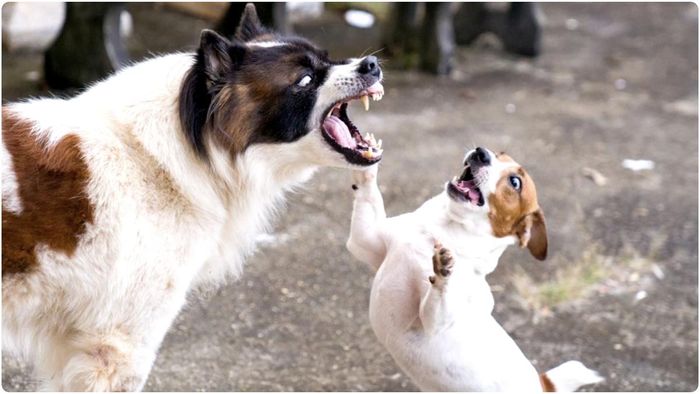 কুকুররা হঠাৎ এত হিংস্র হয়ে উঠছে কেন? কারণ জানালেন বিজ্ঞানীরা।