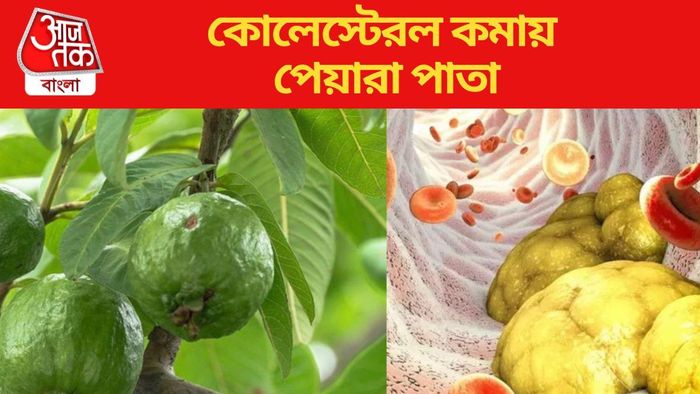 কোলেস্টেরল কমায় পেয়ারা পাতা