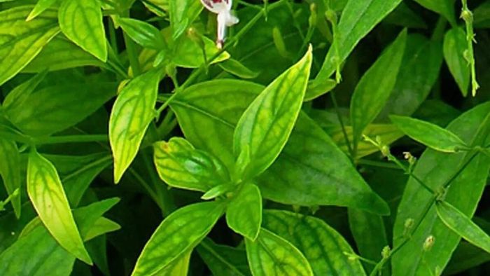 কালমেঘ পাতা