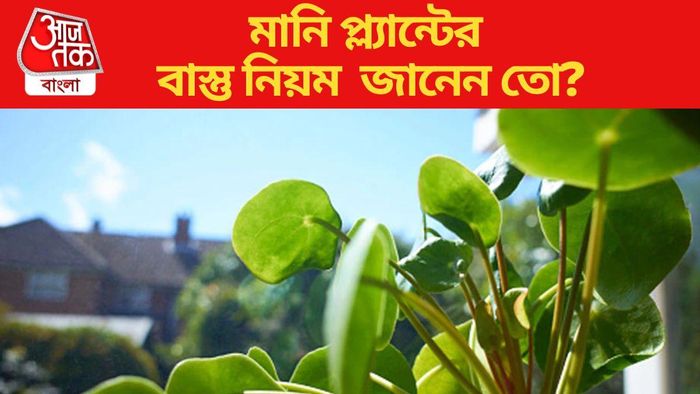 মানি প্ল্যান্টের বাস্তু নিয়ম জানেন তো?