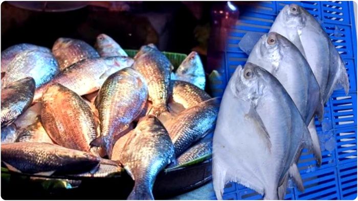 গড়িয়াহাট, লেক মার্কেট এবং মানিকতলা বাজারে ইলিশ নয়, দেদার বিক্রি হচ্ছে পমফ্রেট।