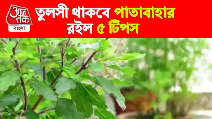 Tulsi Plant Tips। তুলসীর টিপস।