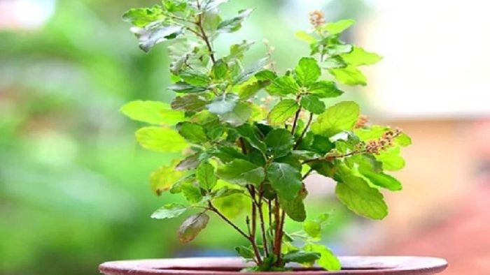 তুলসী গাছ