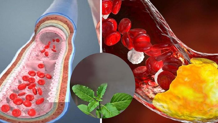 তুলসীর উপকারিতা