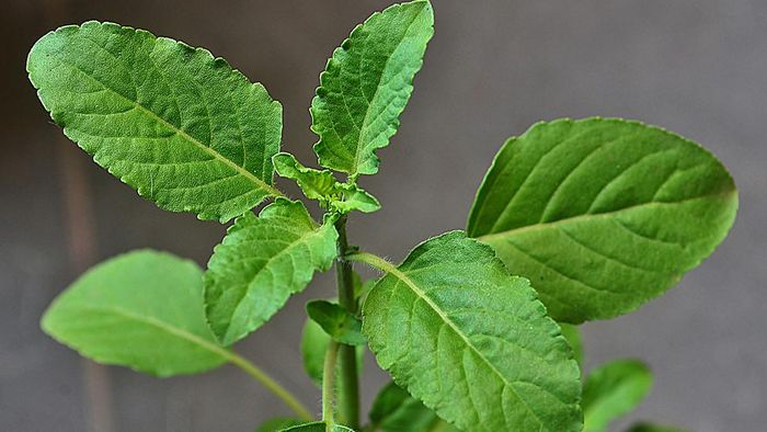 তুলসীর বাস্তু নিয়ম