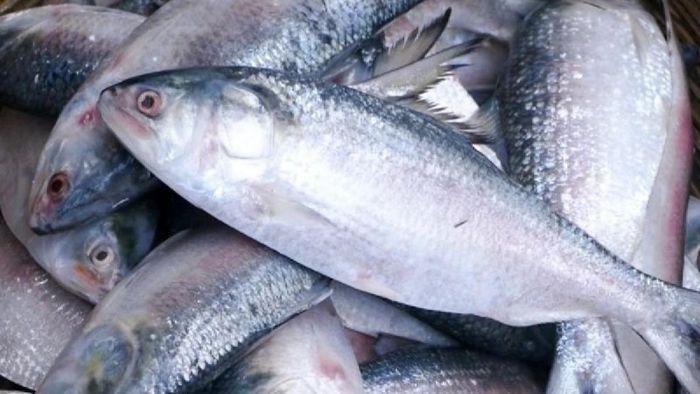 ইলিশ খেলে শরীরে বাসা বাঁধতে পারে কঠিন রোগ, কতটুকু খাবেন?