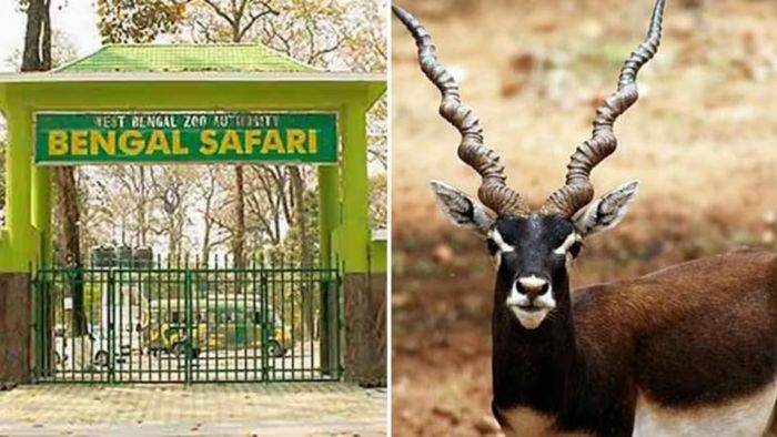 শিলিগুড়ি বেঙ্গল সাফারি পার্কে সদ্য আনা একাধিক কৃষ্ণসার হরিণ অসুস্থ, উদ্বেগ