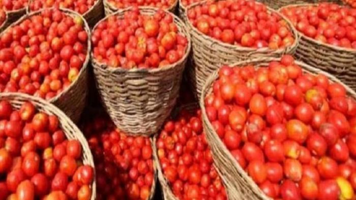 অগ্নিমূল্যের মধ্যেও এই শহরে টমেটোর ২৫ টাকা কেজি, অন্য শহরে কোথায় কত দাম?