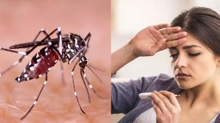 ডেঙ্গি মোকাবিলায় কলকাতা পুরসভার পথেই ঢাকা