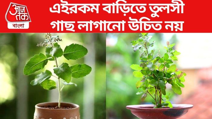 তুলসী গাছ রাখবেন না এই বাড়িগুলোতে