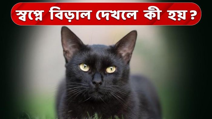 Dream Book Cat Vastu: স্বপ্নে বিড়াল দেখেছেন? জানেন কী হতে চলেছে?