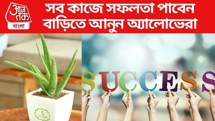 অ্যালোভেরা গাছ নিয়ে বাস্তু টিপস