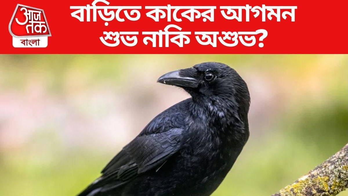 বাড়িতে রোজ কাক আসছে? এটা কোনও অশুভ ইঙ্গিত নয় তো