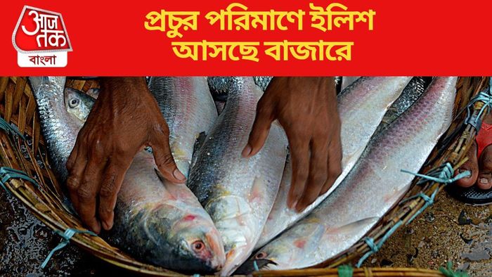 প্রচুর পরিমাণে ইলিশ আসছে বাজারে