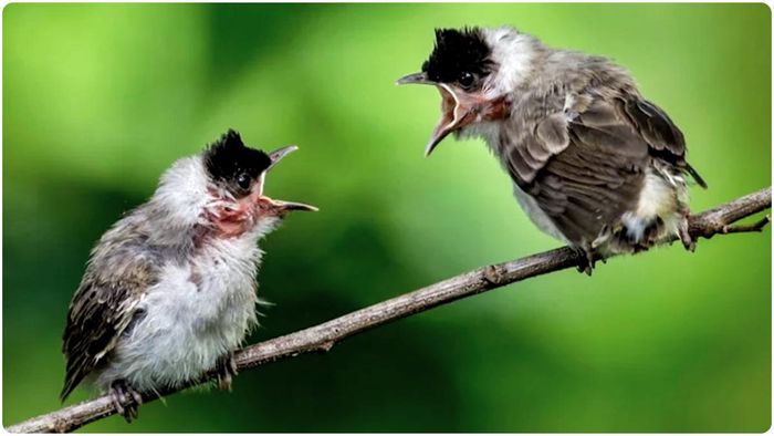 পাখিদের মধ্যেও ‘ডিভোর্স’ হয়, তার অদ্ভুত কারণ জানালেন বিজ্ঞানীরা!