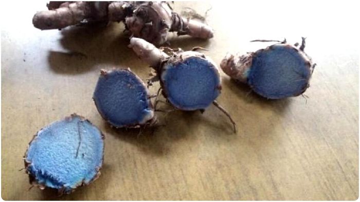 বাতের ব্যথায় কষ্ট পাচ্ছেন? কালো হলুদের গুণে ভুলবেন কষ্ট।