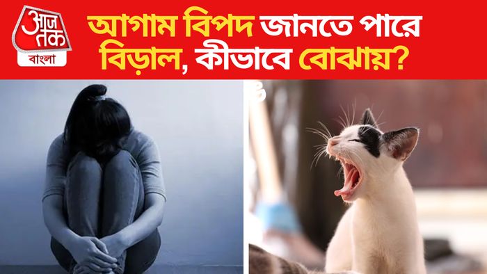 যেভাবে ভবিষ্যৎ সম্পর্কে জানায় বিড়াল।