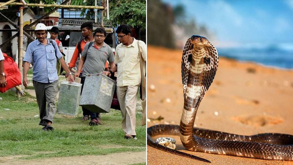 যেখানে সাপের ভয়! পঞ্চায়েতে ভোটকর্মীদের দেওয়া হচ্ছে কার্বলিক অ্যাসিড-টর্চ যেখানে সাপের ভয়! পঞ্চায়েতে ভোটকর্মীদের দেওয়া হচ্ছে কার্বলিক অ্যাসিড-টর্চ