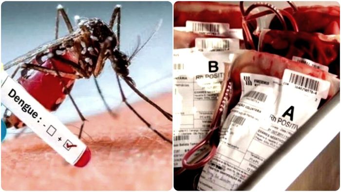 ডেঙ্গি ঠেকাতে রাজ্যের ব্লাড ব্যাঙ্কগুলিতে প্লেটলেটের ঘাটতি ঠেকাতে আগেভাগে প্রস্তুতি শুরু করে দিল পশ্চিমবঙ্গের স্বাস্থ্য দফতর।