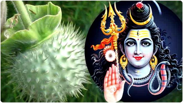 অর্থকষ্ট-শত্রুতা-উন্নতিতে বাধা; ধুতুরার ৭ টোটকায় ফিরবে ভাগ্য।