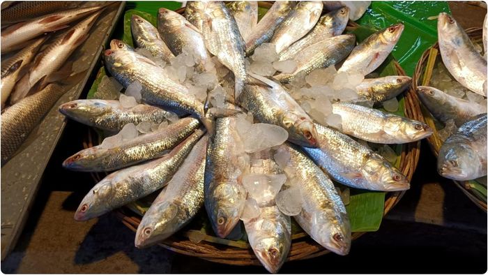 পঞ্চায়েত ভোটের দৌলতে এই মরসুমের টাটকা ইলিশের জোগানে টান পড়েছে বাংলার সব বাজারে।