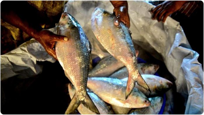 কলকাতার বাজারে পাওয়া বেশিরভাগ ইলিশই আসছে নামখানা বা কাকদ্বীপ থেকে।