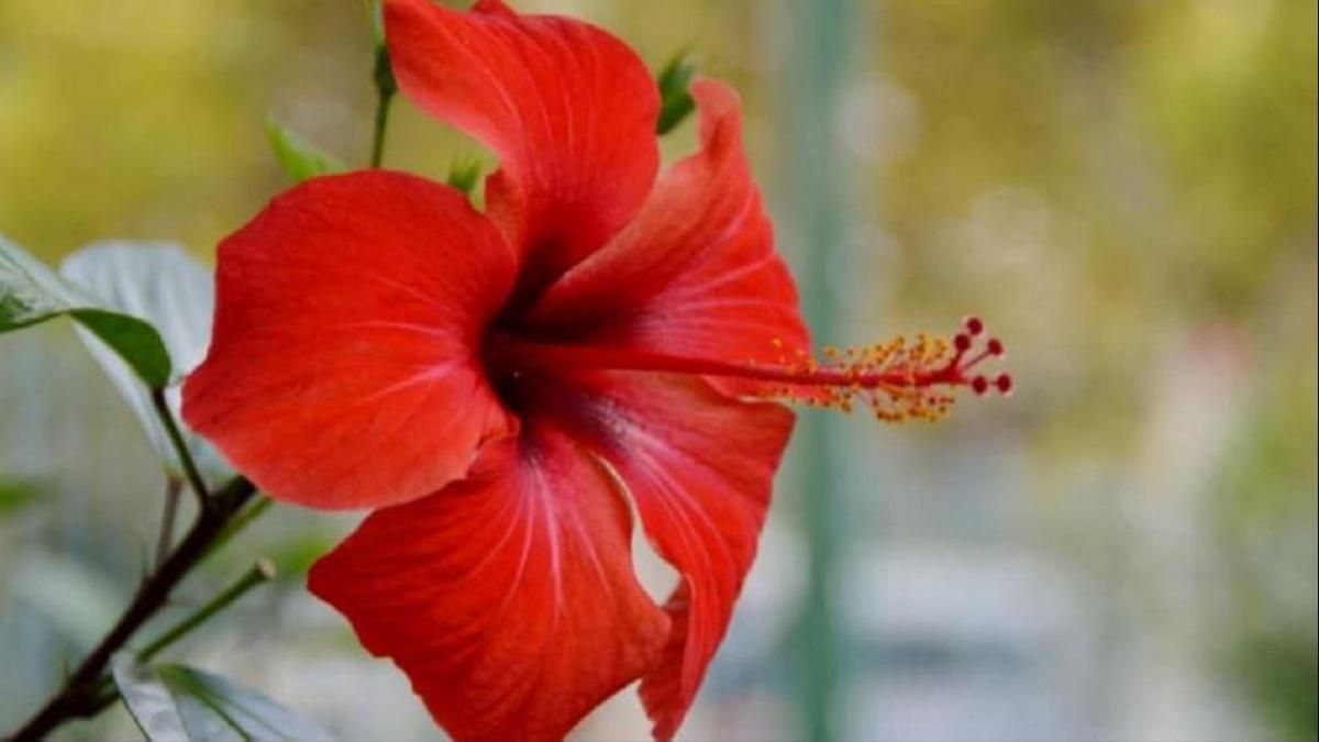 বাগান করার সিক্রেট টিপস