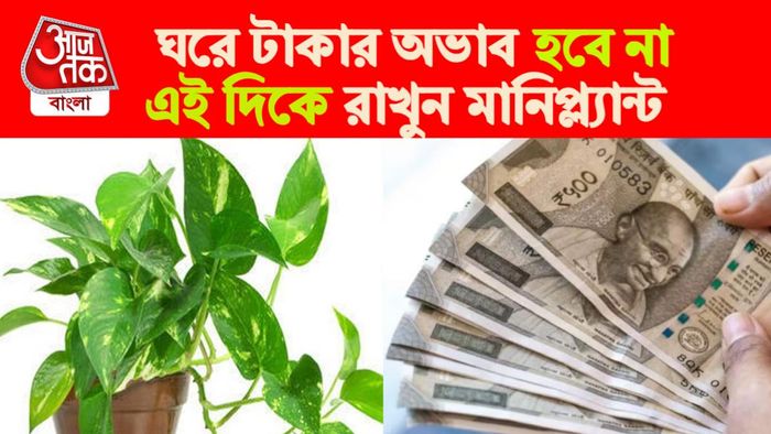মানি প্ল্যান্টে লক্ষ্মীর বাস। যেভাবে উপকার পাবেন।