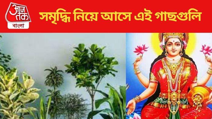 সমৃদ্ধি নিয়ে আসে এই গাছগুলি