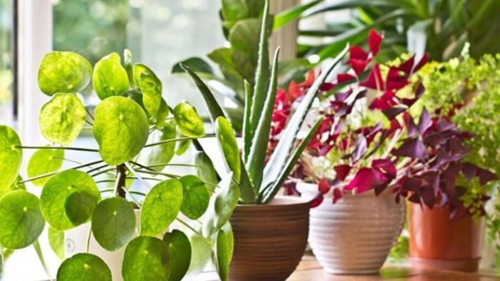 ইন্ডোর প্ল্যান্ট