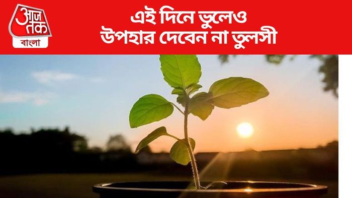 এই নিয়ম মেনে দিন তুলসী উপহার