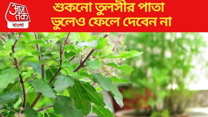 তুলসী গাছ