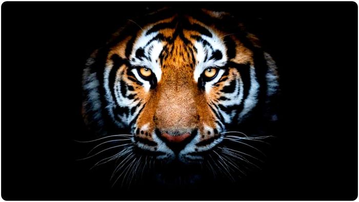 বাঘের স্বপ্ন দেখছেন প্রায়ই? জীবনের বড় সঙ্কেত দিচ্ছে!