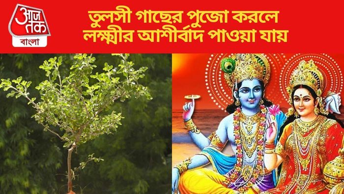 তুলসী গাছের পুজো করলে লক্ষ্মীর আশীর্বাদ পাওয়া যায়