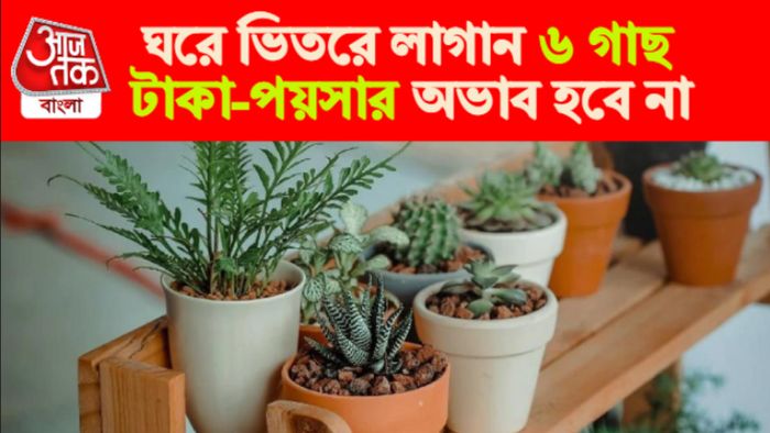 Lucky Plants। শুভ গাছ।