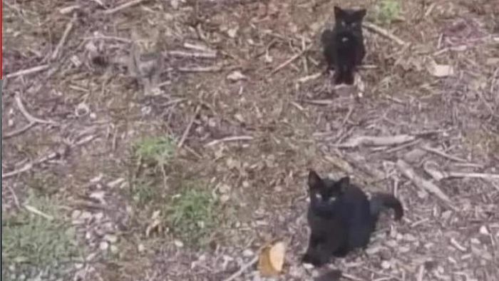 Cat Optical Illusion