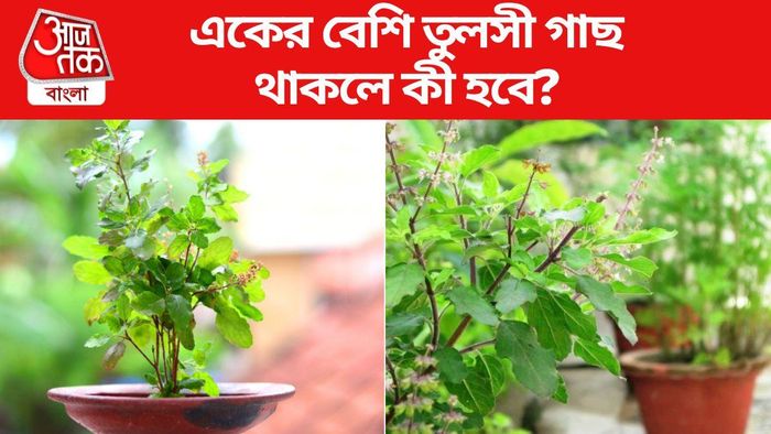 বাড়িতে একের বেশি তুলসী গাছ থাকলে কী হবে জানুন