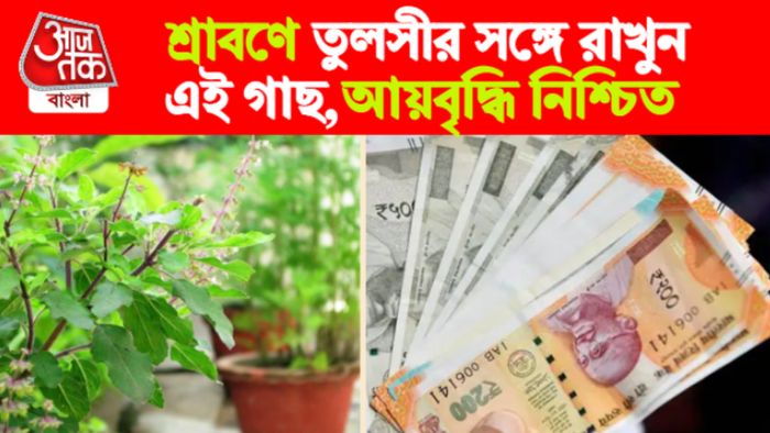 তুলসীর সঙ্গে রাখুন এই গাছ।